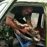 Aksi Heroik Babinsa Koramil 410-01/Panjang, Amankan Ular Sanca di Dalam Mobil Angkot