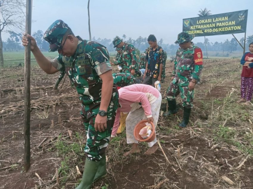 Dukung Ketahanan Pangan, Anggota Koramil 410-06/Kedaton Manfaatkan Lahan Kosong Bertani Jagung