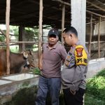 Kapolres Mesuji Bersama Stakeholder Terkait Lakukan Peninjauan Hewan Kurban