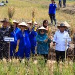 Pj. Gubernur Lampung Panen Raya Padi dan Jagung Hibrida di Pesawaran