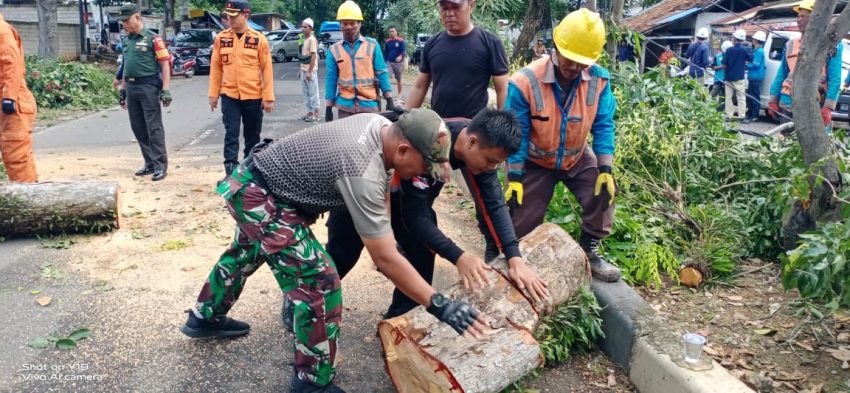Bersinergi, Babinsa Dan Bhabinkamtibmas Bantu BPBD Bandar Lampung Evakuasi Pohon Tumbang