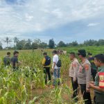 Penemuan Mayat Wanita dalam Karung di Kebun Jagung Lampung Timur