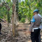 Polisi Selidiki Penemuan Mayat Dikebun Milik Warrga Pringsewu