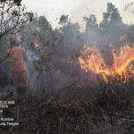 350 Hektar Lahan Hingga Satwa di TN Way Kambas Terbakar