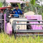 Dukung Ketahanan Pangan Nasional, Lanal Lampung Gelar Panen Raya Padi
