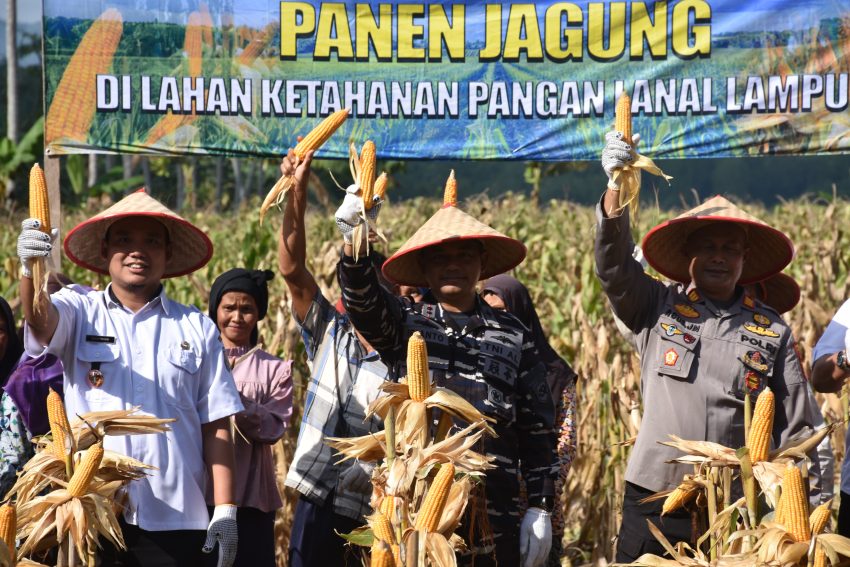 Pangkalan TNI AL Lampung Panen  Jagung di Pesawaran, Wujud Dukungan Ketahanan Pangan Nasional 