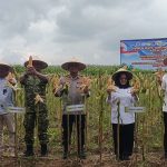 Polres Mesuji Gelar Panen Raya Jagung Serentak, di Desa Berasan Makmur