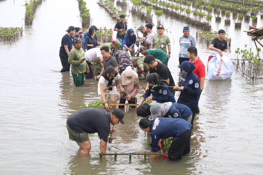 Pangkalan TNI AL Lampung dan Mahasiswa KKDN Unhan Tanam Mangrove di Kampung Bahari Nusantara