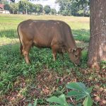 Pemkab Lampung Timur Serahkan Sapi Kurban kepada Organisasi Pers