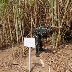 Panen Tebu Register 44 Kembali Bergulir, KSP Dudung Pastikan Aspirasi Petani Ditindaklanjuti