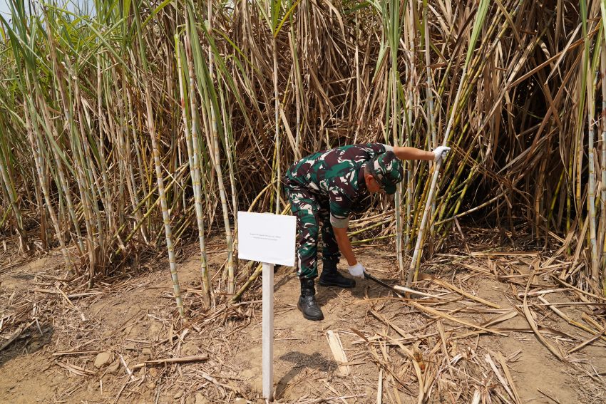 Panen Tebu Register 44 Kembali Bergulir, KSP Dudung Pastikan Aspirasi Petani Ditindaklanjuti